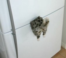 15 невероятно целеустремленных котов, которые готовы на всё во имя еды