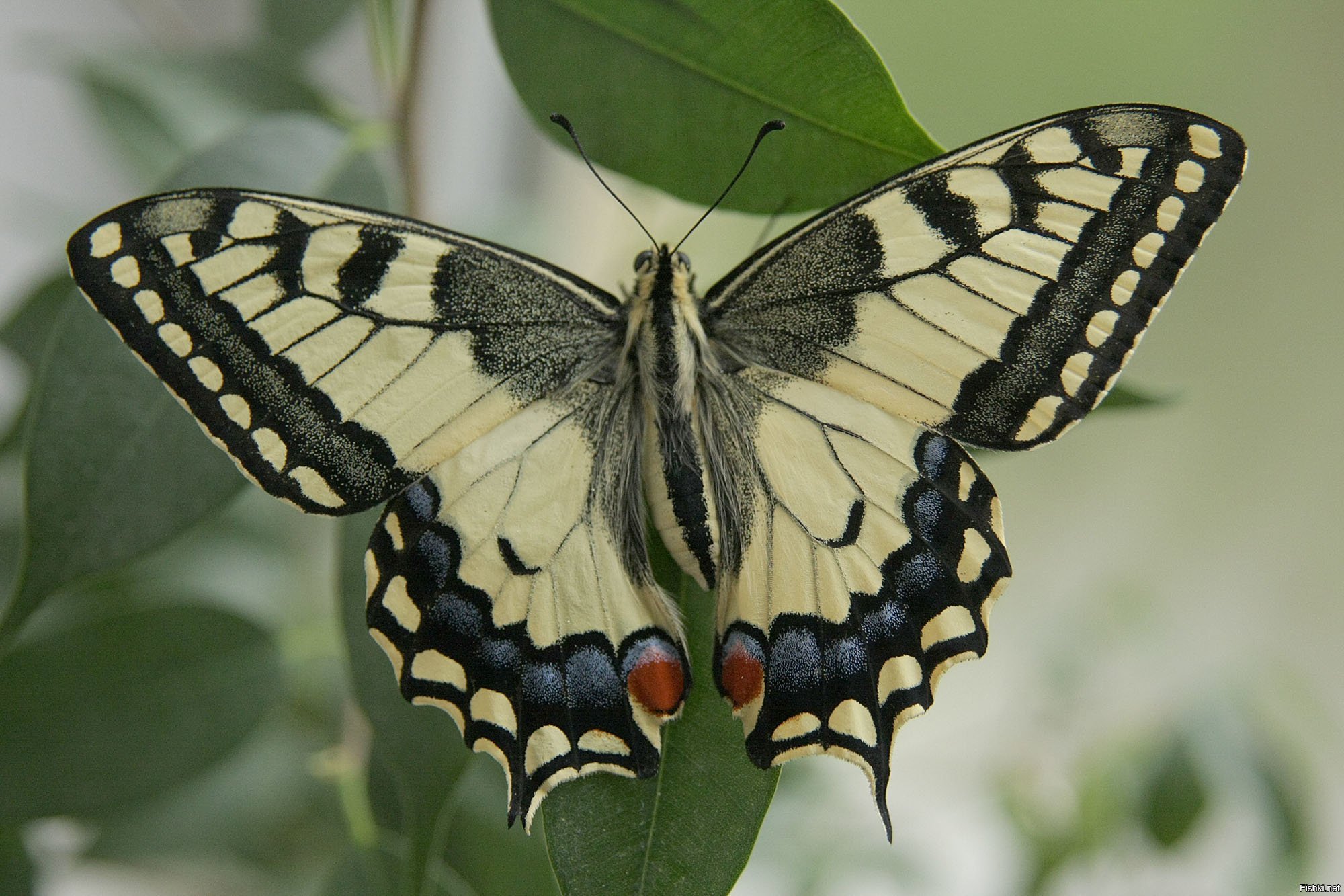 Бабочка махаон описание. Махаон (Papilio Machaon). Бабочка Папилио Махаон. Махаон бабочка Махаон. Papilio Machaon Махаон обыкновенный.