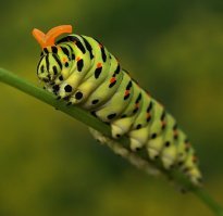 в детстве увлекался насекомыми (заразился от соседей в доме, которые профессионально таким делом увлекались, по миру всему катались), как то нашёл такую красавицу, с их помощью появился махаон. Единственный раз когда такую бабочку живьём видел. Сейчас не знаю, но тогда, в '80-х, она была в красной книге.