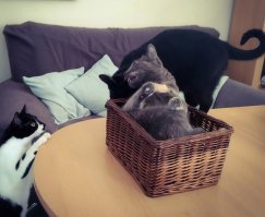 Через 5 минут после того, как поставили на стол маленькую пустую корзиночку