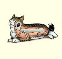 30 разрезанных пополам вещей, в которых есть на что посмотреть