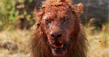 Прям вот такой был?