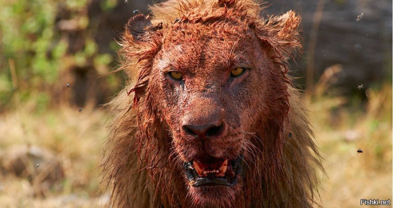 Прям вот такой был?