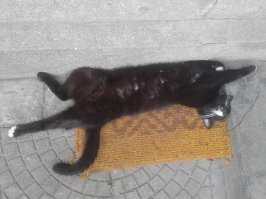 Вот мой бродяга, жарко ему, сморило (+30 в тени).