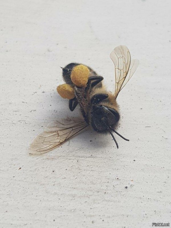 Пчела похоже в Японии работала.