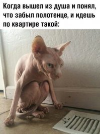 мяу еп-та