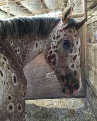 Я точно знаю, кто хозяйка этой лошади