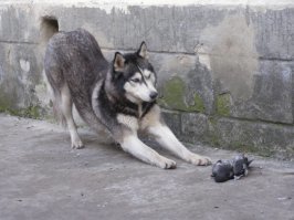 Это волчица. 
Молодая и игривая, и знакома с котом с детства.
У меня хаски и первые два года душила котов ну очень быстро. Даже реагировать не успевал, хотя и на поводке постоянно. 
Голуби, те вообще без счёта.
В деревне перескочила через забор к соседу и (-) два гуся... От козы, которая вдвое больше, успел оттащить, когда копыта уже вверх торчали.
Так что эта "милашка" та еще зверюга.