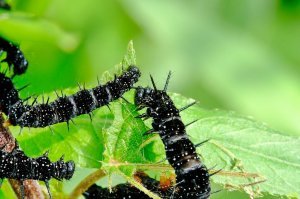 Вот примерно такие.