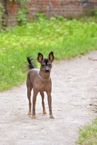 Наш "загробный" любимец))) Лучшая порода в мире - ни шерсти, ни запаха, (пахнет печеньками)