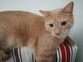 Мне моя котейка всех дороже