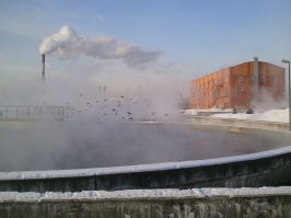 У нас на очистных несколько сотен уток и...ни одного карася)):