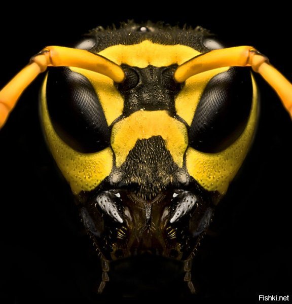 Вижу морду лица пчелы.