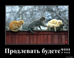 Поймал на горячем:  кот застукал кошку с любовником