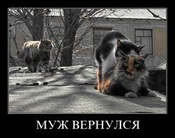 Поймал на горячем:  кот застукал кошку с любовником