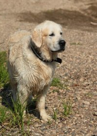 В реальной - скорее такой