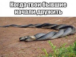 Жительница Саратова разыскивает сбежавшую змею