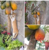 Почему кошки едят огурцы