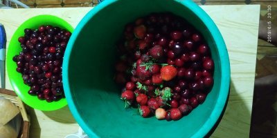 Сегодня жена с дачи принесла