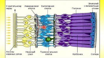 ......"Не могут они определить, где синий, а где фиолетовый – слишком сложная для мозга задача. ".....

Поразительная безграмотность......Кажется это в 8 классе проходят......Если не хватает палочек или колбочек в глазу то человек и не будет различать цвета.....