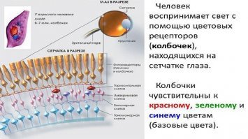 ......"Не могут они определить, где синий, а где фиолетовый – слишком сложная для мозга задача. ".....

Поразительная безграмотность......Кажется это в 8 классе проходят......Если не хватает палочек или колбочек в глазу то человек и не будет различать цвета.....