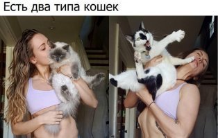 Британские учёные, установив камеры на кошках, выявили двуличность домашних питомцев