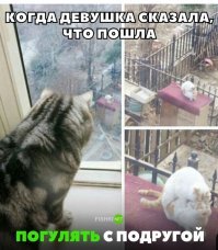 Поймал на горячем:  кот застукал кошку с любовником