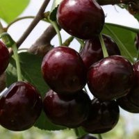 "Хочу черешню": что это за мем и почему все помешались на этой ягоде