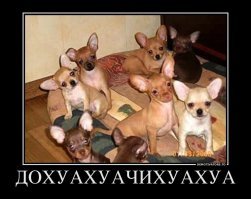 А вот интересно, зачем в заголовке написано про чи-хуа-хуа?
А вообще, вот ответ на вопрос автора