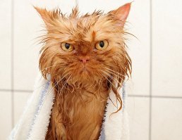 "Вот же ж сволочи то..."