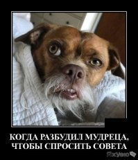 И пусть весь мир подождёт: зашкаливающий уровень невозмутимости
