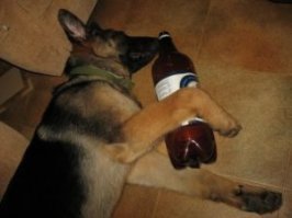 Спустя час, собакен снимал стресс.