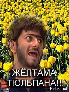 Почему нельзя держать дома диффенбахию