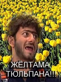 Почему нельзя держать дома диффенбахию