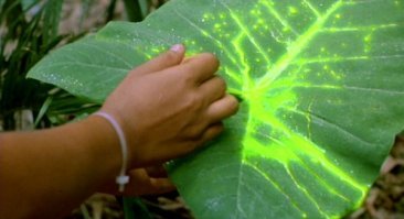 Почему нельзя держать дома диффенбахию