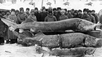 И Россия славилась крупной и ценной рыбой, но это было раньше.
На снимке: крупный осетр выловленный в реке Волга.