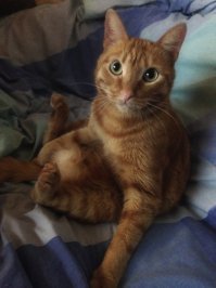 Полностью согласен! Мой Кристо.. 2 года назад из приюта забрал)))