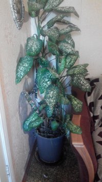 Вот этот монстр