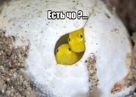 Прикольные и смешные картинки