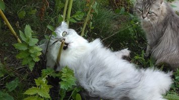 Мой кот. Нанюхается валерьянки, потом...