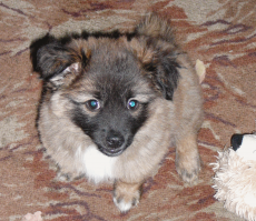 А это мой Пифагор, когда был щенком