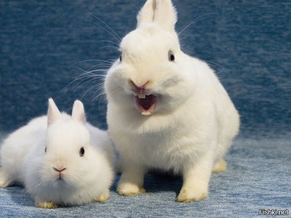 Это наши кролики