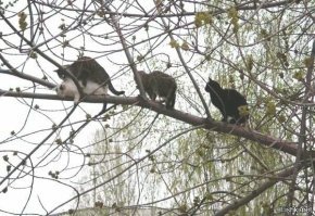 Далеко не самые приятные фотографии с нашими любимыми животными