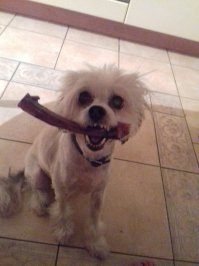 Далеко не самые приятные фотографии с нашими любимыми животными