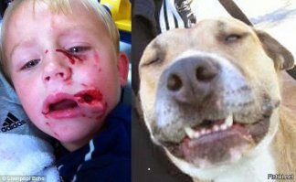 Догхантершу из Санкт-Петербурга накормили собственной отравой