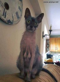 Кошачий фотопозитив