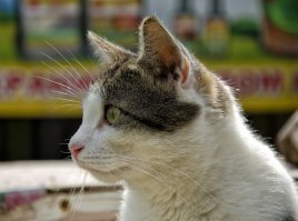 На даче сфотал.