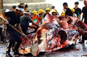 Весь океан суки засрали, что то я не видел от них самопожертвования как в Ч., а еще вякают
