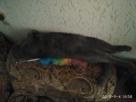 Кошачий фотопозитив