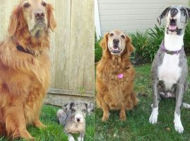 Собачий фотопозитив